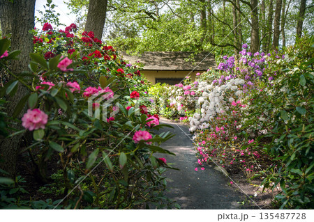 Rhododendron blossoms in Japanese garden in Odense Rhododendron blossoms in Japanese garden in Odense 135487728