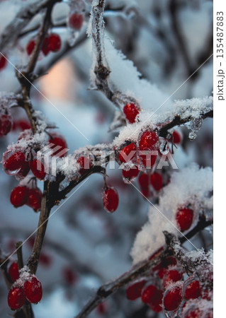 Red berries in snow. Winter berries. Dog-rose on bush covered with snow. Winter landscape. Beauty in nature. Frozen nature in details. Red berries covered with ice and snow. Red berries in snow. Winter berries. Dog-rose on bush covered with snow. Winter landscape. Beauty in nature. Frozen nature in details. Red berries covered with ice and snow. 135487883