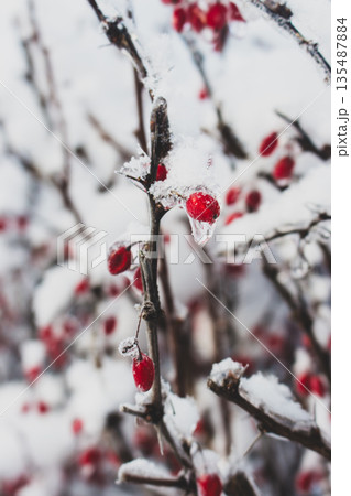 Red berries in snow. Winter berries. Dog-rose on bush covered with snow. Winter landscape. Beauty in nature. Frozen nature in details. Red berries covered with ice and snow. Red berries in snow. Winter berries. Dog-rose on bush covered with snow. Winter landscape. Beauty in nature. Frozen nature in details. Red berries covered with ice and snow. 135487884
