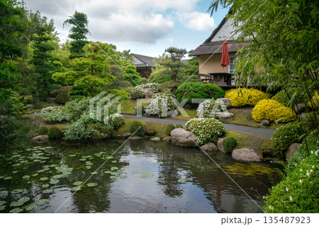 Awe View in Japanese garden in Northen Europe in Odense district with Rhododendron blossoms of spheres of this plant. Awe View in Japanese garden in Northen Europe in Odense district with Rhododendron blossoms of spheres of this plant. 135487923