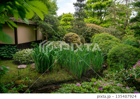 Japanese garden and rhododendron blossoms (purple and white) and enkianthus with pink flowering Japanese garden and rhododendron blossoms (purple and white) and enkianthus with pink flowering 135487924