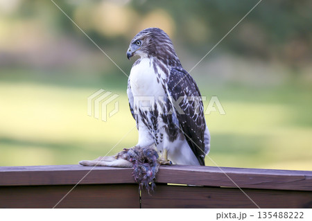 Photograph of a Ferruginous Hawk standing with captured food 135488222