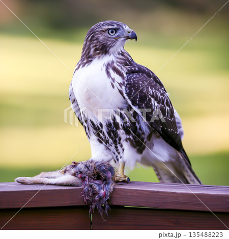 Photograph of a Ferruginous Hawk standing with captured food 135488223