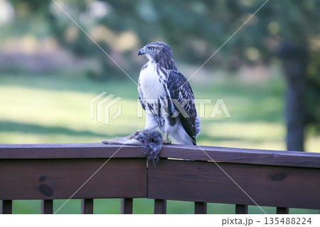 Photograph of a Ferruginous Hawk standing with captured food Photograph of a Ferruginous Hawk standing with captured food 135488224