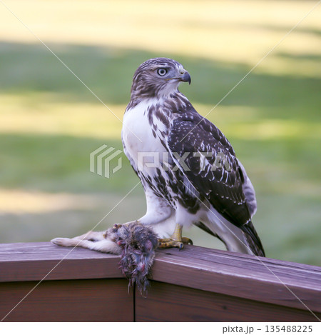 Photograph of a Ferruginous Hawk standing with captured food Photograph of a Ferruginous Hawk standing with captured food 135488225