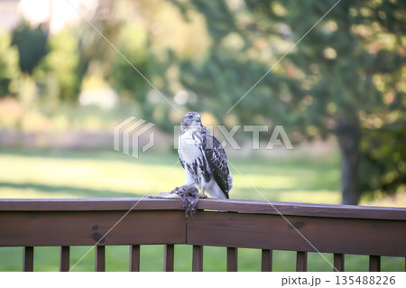 Photograph of a Ferruginous Hawk standing with captured food 135488226