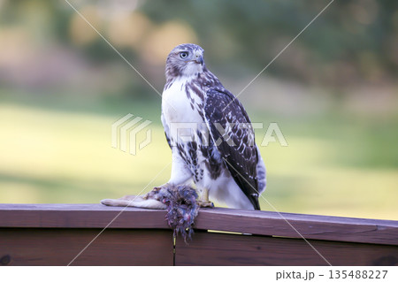 Photograph of a Ferruginous Hawk standing with captured food 135488227