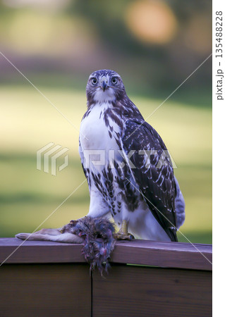 Photograph of a Ferruginous Hawk standing with captured food 135488228