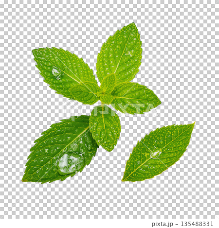 Fresh Mint Leaves Spread on a White Background for Use in Cooking and Decoration 135488331