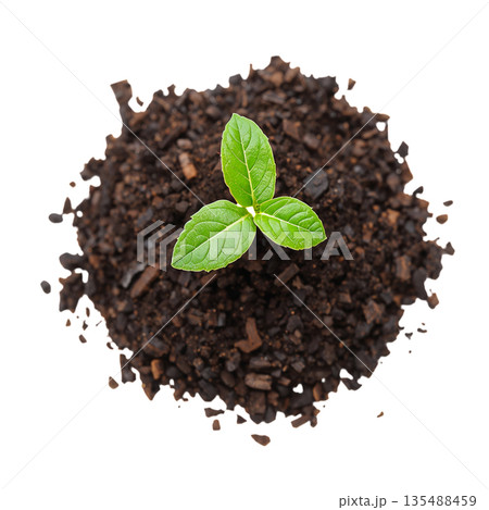 New Plant Sprout Grows From Soil in Clear Environment Under Bright Light 135488459