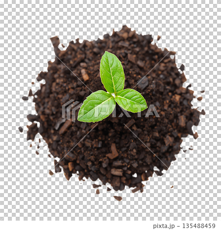 New Plant Sprout Grows From Soil in Clear Environment Under Bright Light 135488459