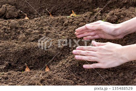 Young hands plant a bow in the ground early Young hands plant a bow in the ground early 135488529