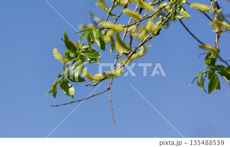 Willow's flowering catkins are a white, fluffy, cotton-like material Willow's flowering catkins are a white, fluffy, cotton-like material 135488539