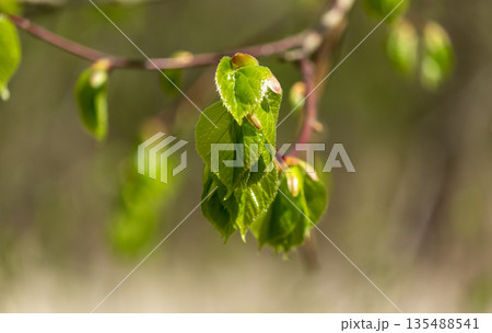 a branch of a lime tree with new leaves on a blurred background a branch of a lime tree with new leaves on a blurred background 135488541