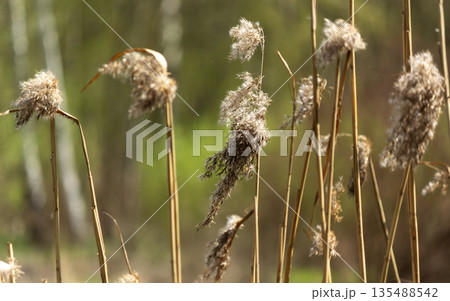 Common reed or reed , dried flower Common reed or reed , dried flower 135488542