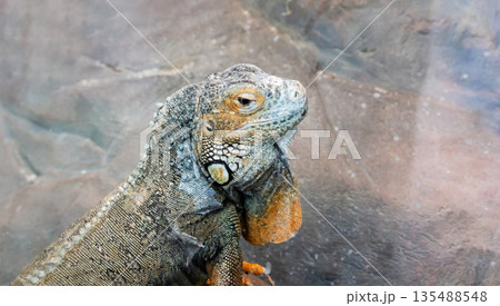 The common green iguana is a large arboreal, mostly herbivorous lizard 135488548