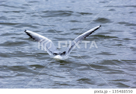 A seagull flying over the sea on a summer day A seagull flying over the sea on a summer day 135488550