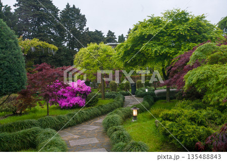 Rhododendron blossoms in Japanese Garden Rhododendron blossoms in Japanese Garden 135488843