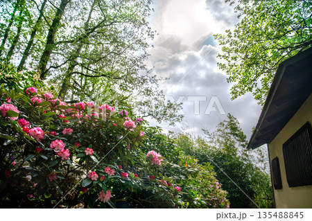 pink hybrid azalea (rhododendron) blossoms Japanese garden in Northern Europe pink hybrid azalea (rhododendron) blossoms Japanese garden in Northern Europe 135488845