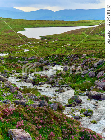 A small river is surrounded by rocks, green grass, and pink flowers. Distant mountains and a calm, flat lake are visible in the National Park. A small river is surrounded by rocks, green grass, and pink flowers. Distant mountains and a calm, flat lake are visible in the National Park. 135489147