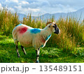 A marked horned sheep stands in a green field filled with tall grasses. The sheep has red and blue paint on its wool. Mountains are visible in the background under a partly cloudy sky. 135489151