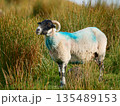 A mature sheep stands in a field of long grass on a sunny day. The sheep is white with a black face and has curly horns. Blue paint marks the wool on its back. 135489153