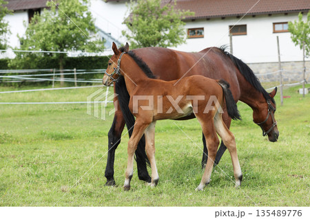 Mother and Foal Horse Together in Pasture Landscape with Greenery. A beautiful portrait of a mare and her foal in a serene pasture 135489776