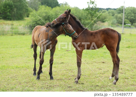 Mother and Foal Horse Together in Pasture Landscape with Greenery. A beautiful portrait of a mare and her foal in a serene pasture Mother and Foal Horse Together in Pasture Landscape with Greenery. A beautiful portrait of a mare and her foal in a serene pasture 135489777