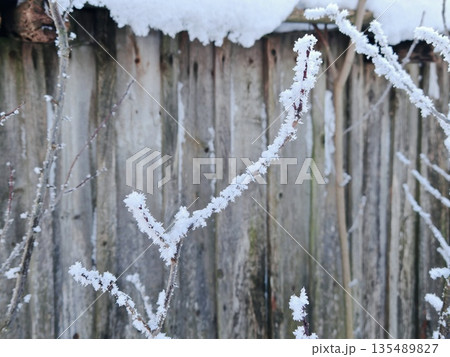Frost Covered Branches on Wooden Fence. Close-up of delicate bare branches sparkling with thick hoarfrost against old wooden fence in winter. Magical frosty nature detail and cold weather texture. Frost Covered Branches on Wooden Fence. Close-up of delicate bare branches sparkling with thick hoarfrost against old wooden fence in winter. Magical frosty nature detail and cold weather texture. 135489827