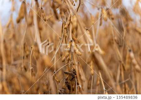 Soybean plants show ripe pods ready for harvest in fields during the fall, signaling the end of the growing season Soybean plants show ripe pods ready for harvest in fields during the fall, signaling the end of the growing season 135489836