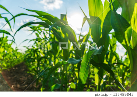 Corn plants stand tall in a field under bright sunlight, showing growth stages and preparing for harvest as the day progresses 135489843