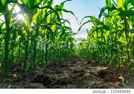 Corn plants stand in rows in a field with sunlight shining through. Soil is visible between the plants during growing season Corn plants stand in rows in a field with sunlight shining through. Soil is visible between the plants during growing season 135489846