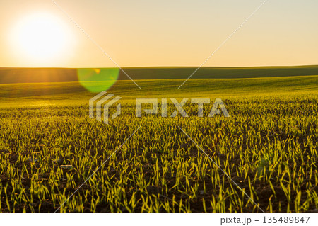 Wheat field shows green sprouts growing as the sun rises in the early morning light of winter 135489847