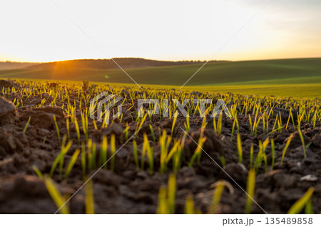 Wheat sprouts emerge from dark soil in a winter field as the sun sets behind green hills. Nature shows growth and change 135489858