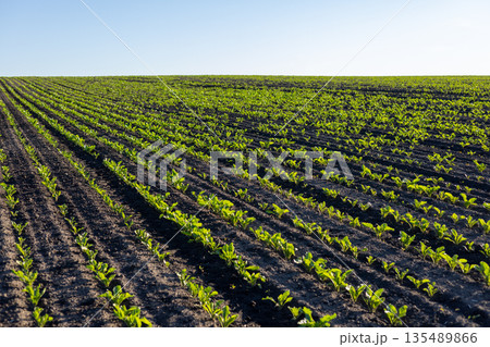 Rows of young sugar beet plants stretch across a field under clear blue skies, showing steady growth in the soil Rows of young sugar beet plants stretch across a field under clear blue skies, showing steady growth in the soil 135489866