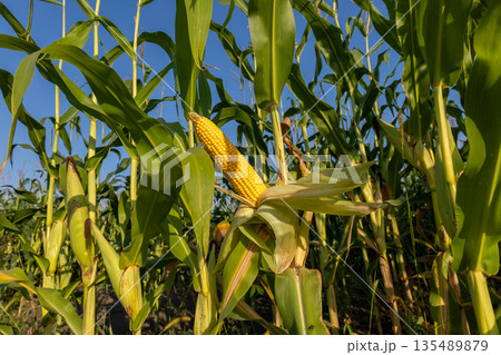Tall corn plants stand in a field ready for harvest as ears of maize emerge from their leaves under a bright sky Tall corn plants stand in a field ready for harvest as ears of maize emerge from their leaves under a bright sky 135489879