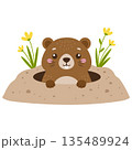Vector illustration of cute groundhog peeking out of a hole. Character design of marmot. Happy Groundhog Day. 135489924