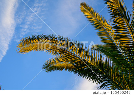 南国を思わせる冬の公園　日常にまぎれた楽園 Tropical Mood in an Ordinary 135490243