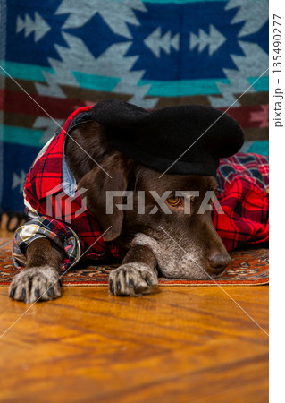 Labrador Retriever dog in a red shirt and black beret is lying on floor with sad face. 135490277