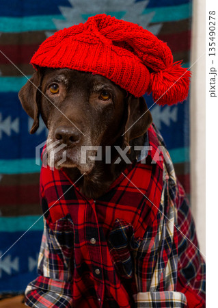 Labrador Retriever Dog in a red shirt and hat sits on the floor with sad face. 135490278