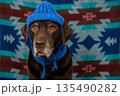 Labrador Retriever Dog in blue hat and scarf sits on floor with sad face against colored background. 135490282