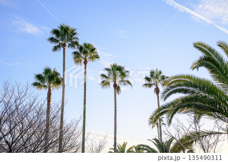 南国を思わせる冬の公園 日常にまぎれた楽園 Tropical Mood in an Ordinary 南国を思わせる冬の公園 日常にまぎれた楽園 Tropical Mood in an Ordinary 135490311