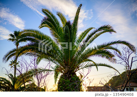 南国を思わせる冬の公園 日常にまぎれた楽園 Tropical Mood in an Ordinary 南国を思わせる冬の公園 日常にまぎれた楽園 Tropical Mood in an Ordinary 135490408