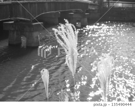 光だけが揺れる川辺のススキ モノクロの時間 Monochrome Pampas Grass by t 光だけが揺れる川辺のススキ モノクロの時間 Monochrome Pampas Grass by t 135490444