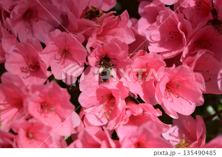 ツツジの花 山形県庄内 ツツジの花 山形県庄内 135490485