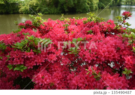 ツツジの花 山形県庄内 ツツジの花 山形県庄内 135490487