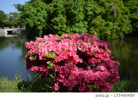 ツツジの花 山形県庄内 ツツジの花 山形県庄内 135490489