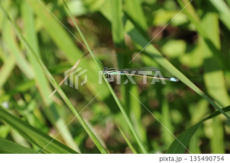 アオモンイトトンボ　トンボ 135490754