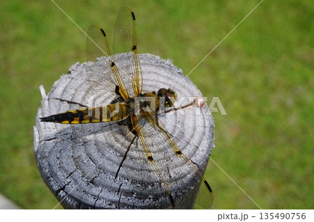 ヨツボシトンボ　トンボ　 135490756