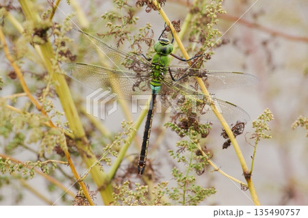 ギンヤンマ　トンボ 135490757